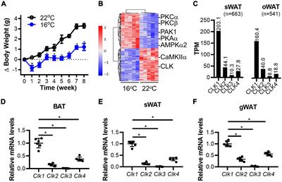 Inhibition of a Novel CLK1-THRAP3-PPARγ Axis Improves Insulin Sensitivity